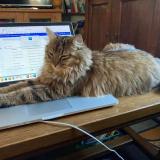 Photo de chat perdu à Fussey