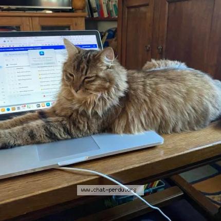 Photo 1/1 Rikiki Chat perdu à Fussey