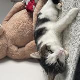 Photo de chat perdu à Digny