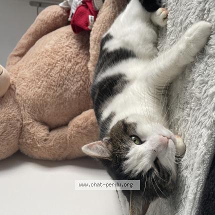 Photo 1/1 Maya Chat perdu à Digny