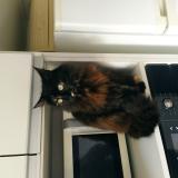 Photo de chat perdu à Montevideo