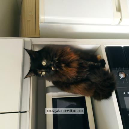 Photo 1/1 Mily Chat perdu à Montevideo
