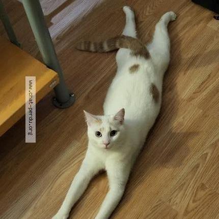 Photo de chat perdu à Bolbec