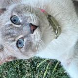 Photo de chat perdu à Moreno