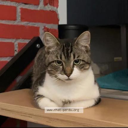Photo 1/1 Romy Chat perdu à Sable sur sarthe