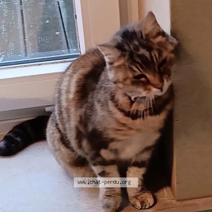 Photo 1/1 Filou Chat perdu à Molenbaix