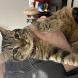 Photo de chat trouvé à Nuaille