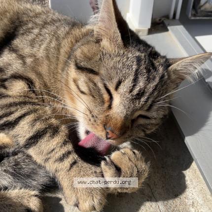 Photo 2/2 Chat trouvé Trouvé à Nuaille