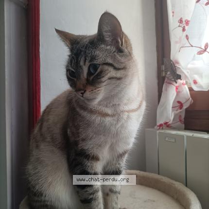 Photo 1/1 Ta&iuml;ko Chat perdu à Saint lery