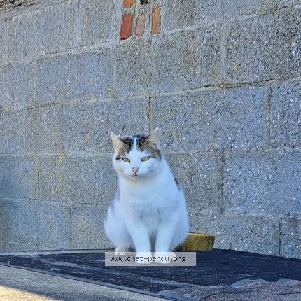 Photo 1/1 Chat retrouvé Trouvé à Etaimpuis