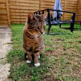 Photo de chat perdu à Villenave D Ornon