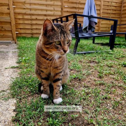 Photo 1/1 Jimi Chat perdu à Villenave d ornon