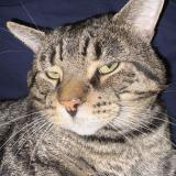 Photo de chat perdu à Brossard