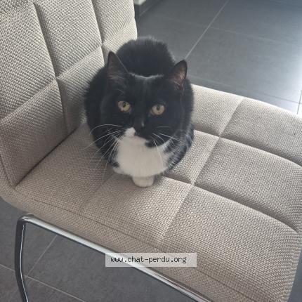 Photo 1/1 Poupousse Chat perdu à Alleur