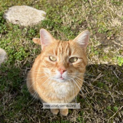 Photo 1/1 Chat retrouvé Perdu à Saint Pierre Des Corps