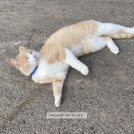 Photo 1/1 Tigrou Chat perdu à Reclinghem