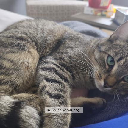 Photo 1/1 Happy Chat perdu à Blegny