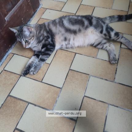 Photo 1/1 Chat retrouvé Perdu à Tournai