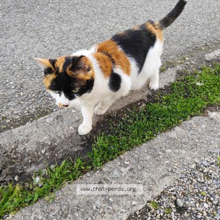 Photo 1/1 Chat trouvé Trouvé à Lyon