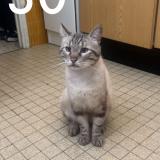 Photo de chat perdu à Montpellier