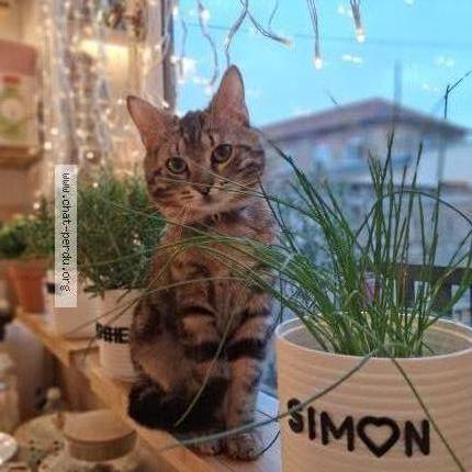 Photo de chat perdu à Colombes