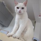 Photo de chat perdu à Le Havre