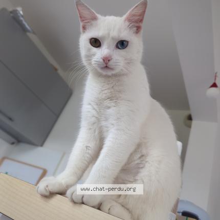 Photo 1/1 Ascii Chat perdu à Le havre