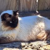 Photo de chat perdu à Niort