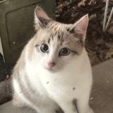 Photo de chat trouvé à La Planche