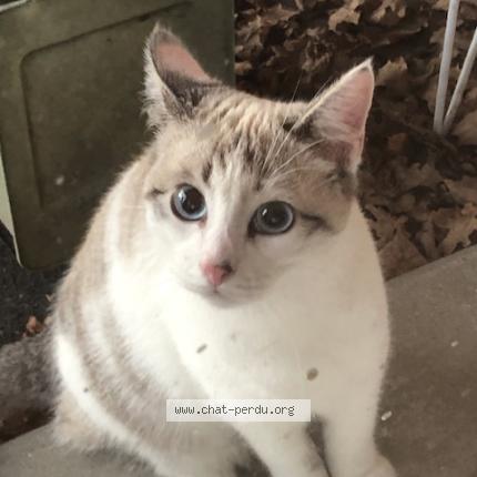 Photo 1/1 Chat trouvé Trouvé à La planche