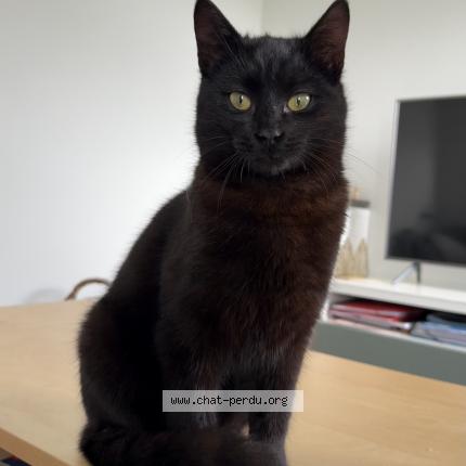 Photo 1/1 Chat trouvé Trouvé à Tours