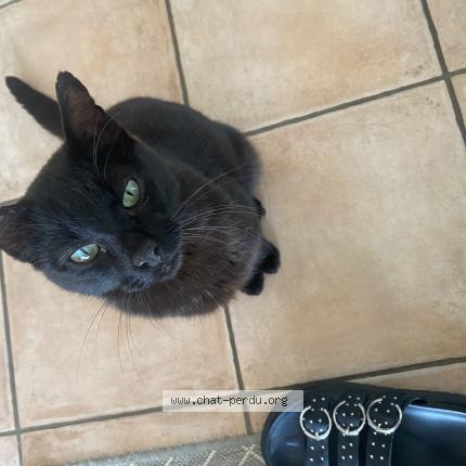 Photo 1/1 Jimmy Chat perdu à Dompierre sur yon