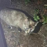 Photo de chat trouvé à Fuenlabrada