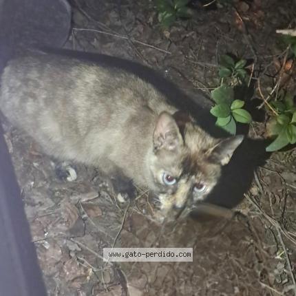 Photo 1/1 Chat trouvé Trouvé à Fuenlabrada
