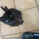 Photo de chat perdu à Dompierre Sur Yon