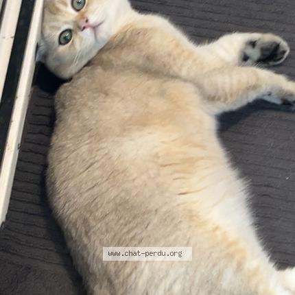 Photo de chat perdu à Cormeilles En Parisis
