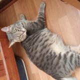 Photo de chat perdu à El Bosque 8010000