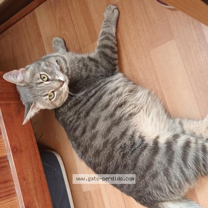 Photo 1/1 Noe Chat perdu à El bosque 8010000