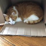 Photo de chat perdu à Ternand