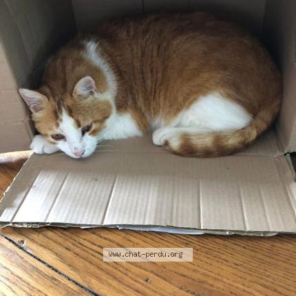 Photo 1/1 Rouky Chat perdu à Ternand