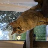 Photo de chat trouvé à Chatenay Malabry