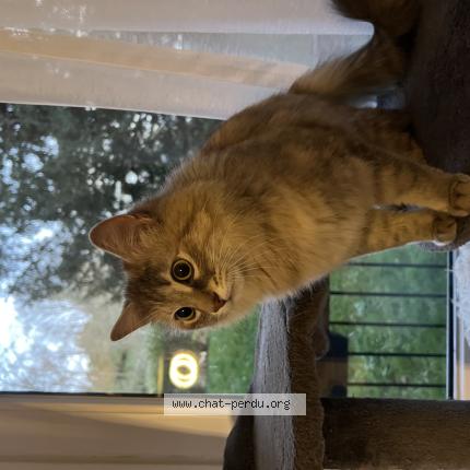 Photo 1/1 Chat trouvé Trouvé à Chatenay malabry