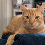 Photo de chat perdu à Lomas De Zamora