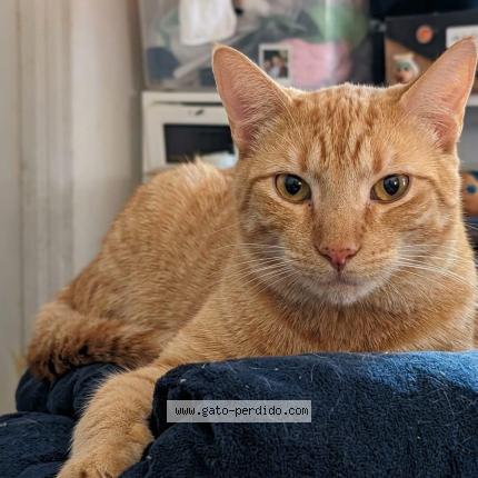 Photo 1/1 Chatran Chat perdu à Lomas de zamora