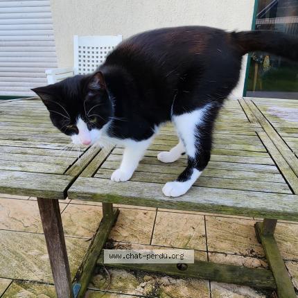 Photo de chat trouvé à Vitre