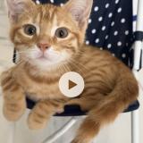 Photo de chat perdu à Aulnay Sous Bois