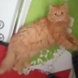 Photo de chat perdu à Chateau La Valliere