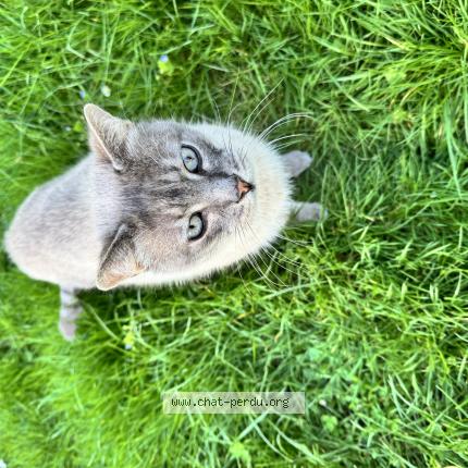 Photo 1/1 Chat trouvé Trouvé à Conflans sainte honorine