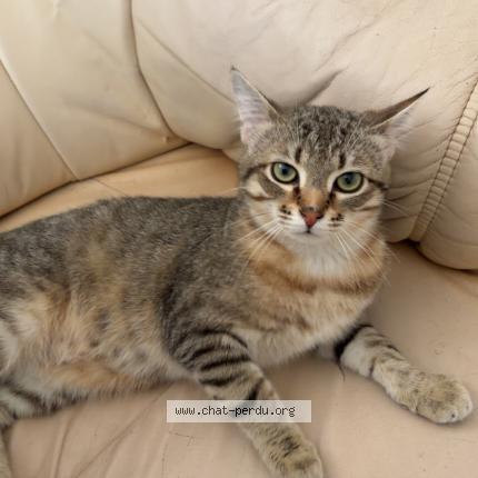 Photo 1/1 Chat retrouvé Perdu à Limoges