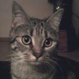 Photo de chat perdu à Saint Egreve